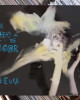 The Cure - The Head On The Door The Cure - The Head On The Door