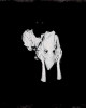 Sigur Rós - Kveikur