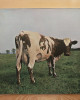 Pink Floyd - Atom Heart Mother Pink Floyd - Atom Heart Mother