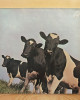 Pink Floyd - Atom Heart Mother Pink Floyd - Atom Heart Mother