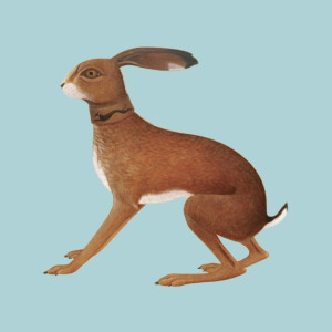 Vashti Bunyan - Lookaftering Vashti Bunyan - Lookaftering